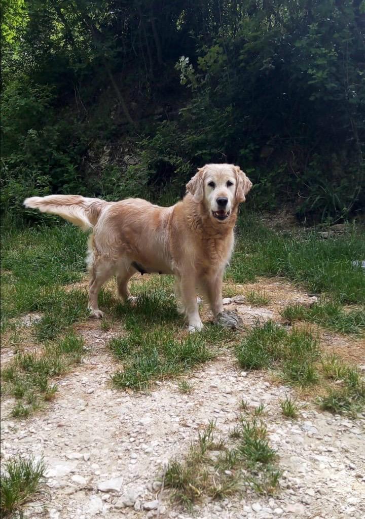 Il Golden Retriever: Un Amico Fedele per la Vita
