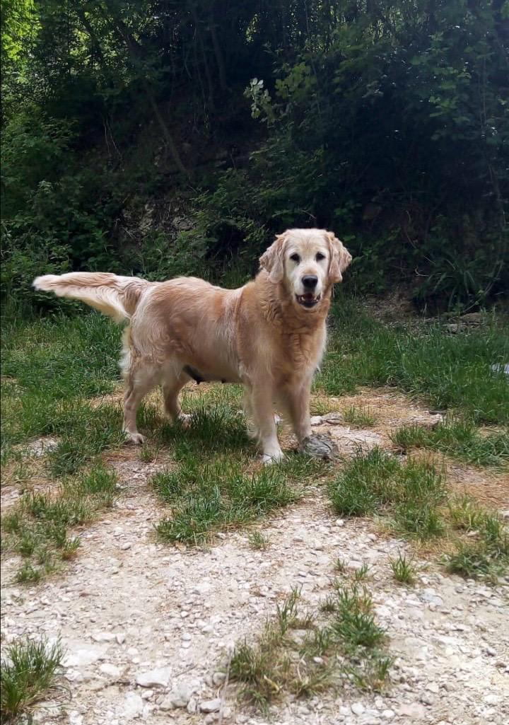 Il Golden Retriever: Un Amico Fedele per la Vita