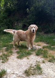 Il Golden Retriever: Un Amico Fedele per la Vita